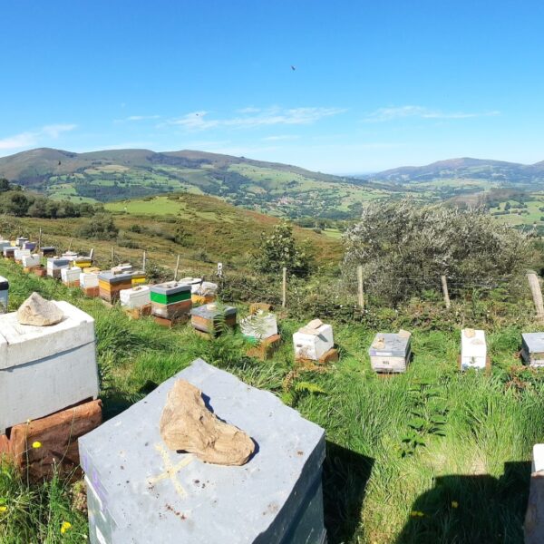 Asociación Montañesa de Apicultores en Cantabria