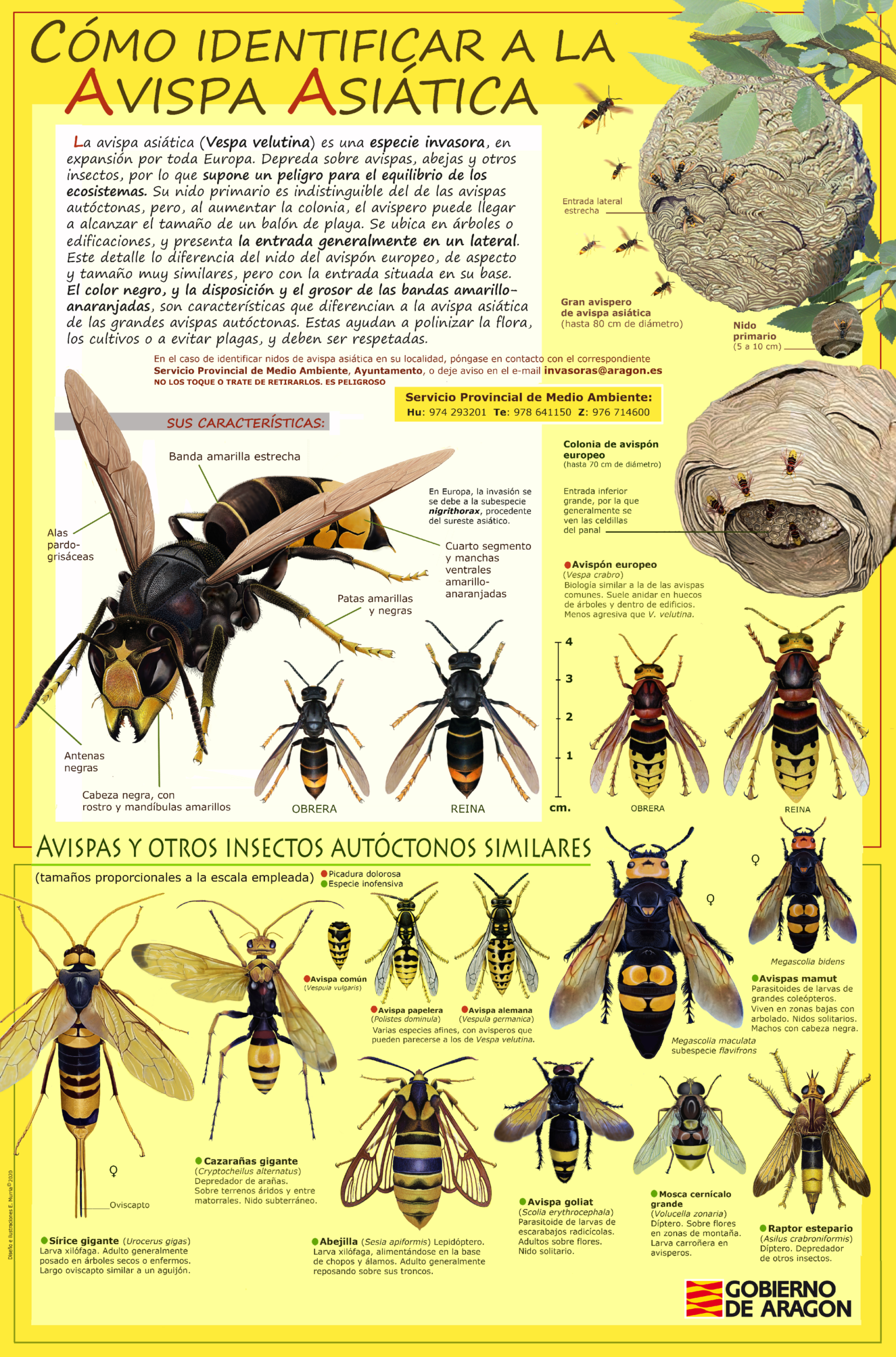 Tipos de avispa en España